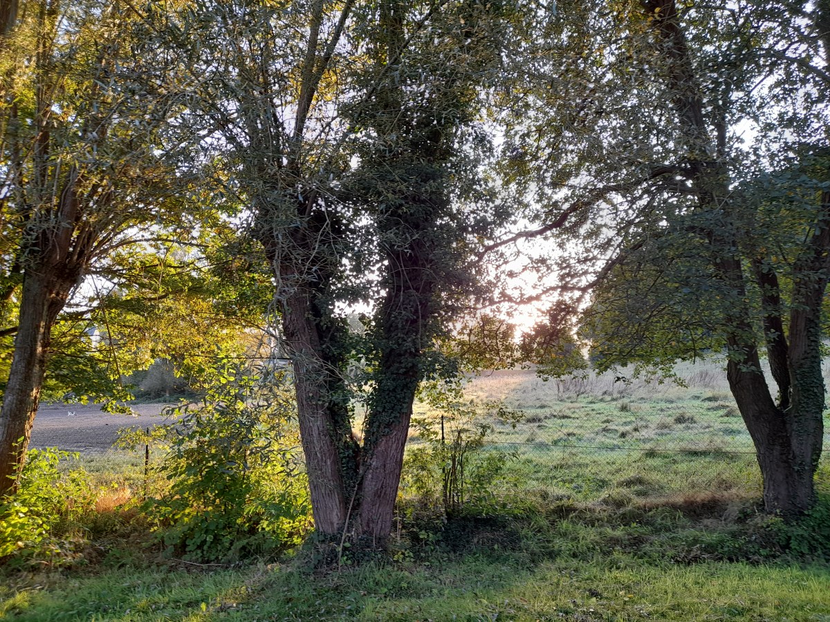 Tué dans l&rsquo;oeuf
